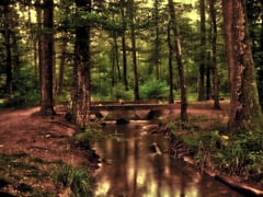 An image uploaded by user