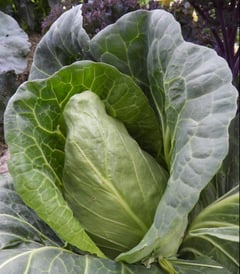 An image uploaded by user